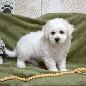 Toby, Bichon Frise Puppy